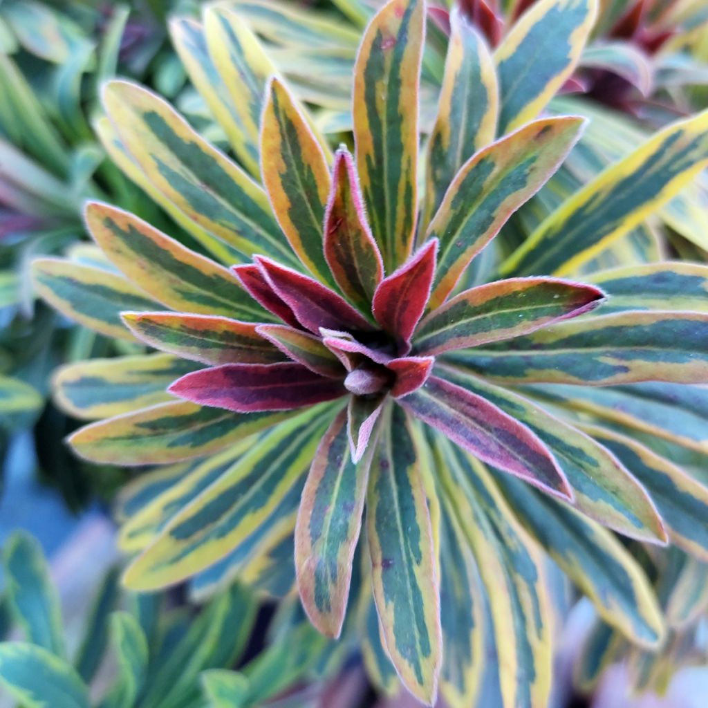 Euphorbia Ascot Rainbow - Wolfsmelk