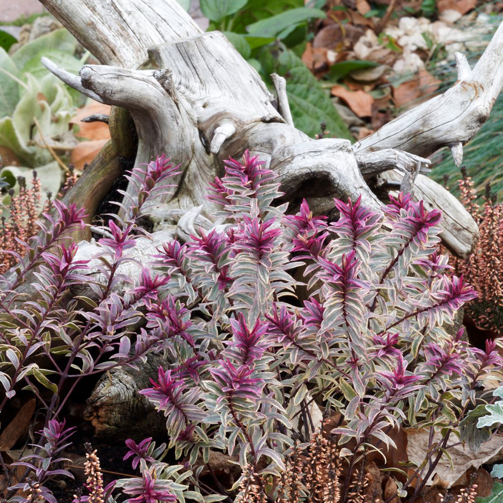 Euphorbia Ascot Rainbow - Wolfsmelk