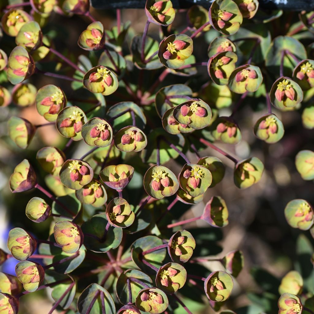 Euphorbia Black Bird - Wolfsmelk