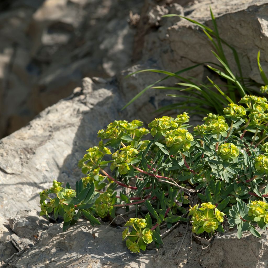 Euphorbia nicaeensis - Wolfsmelk