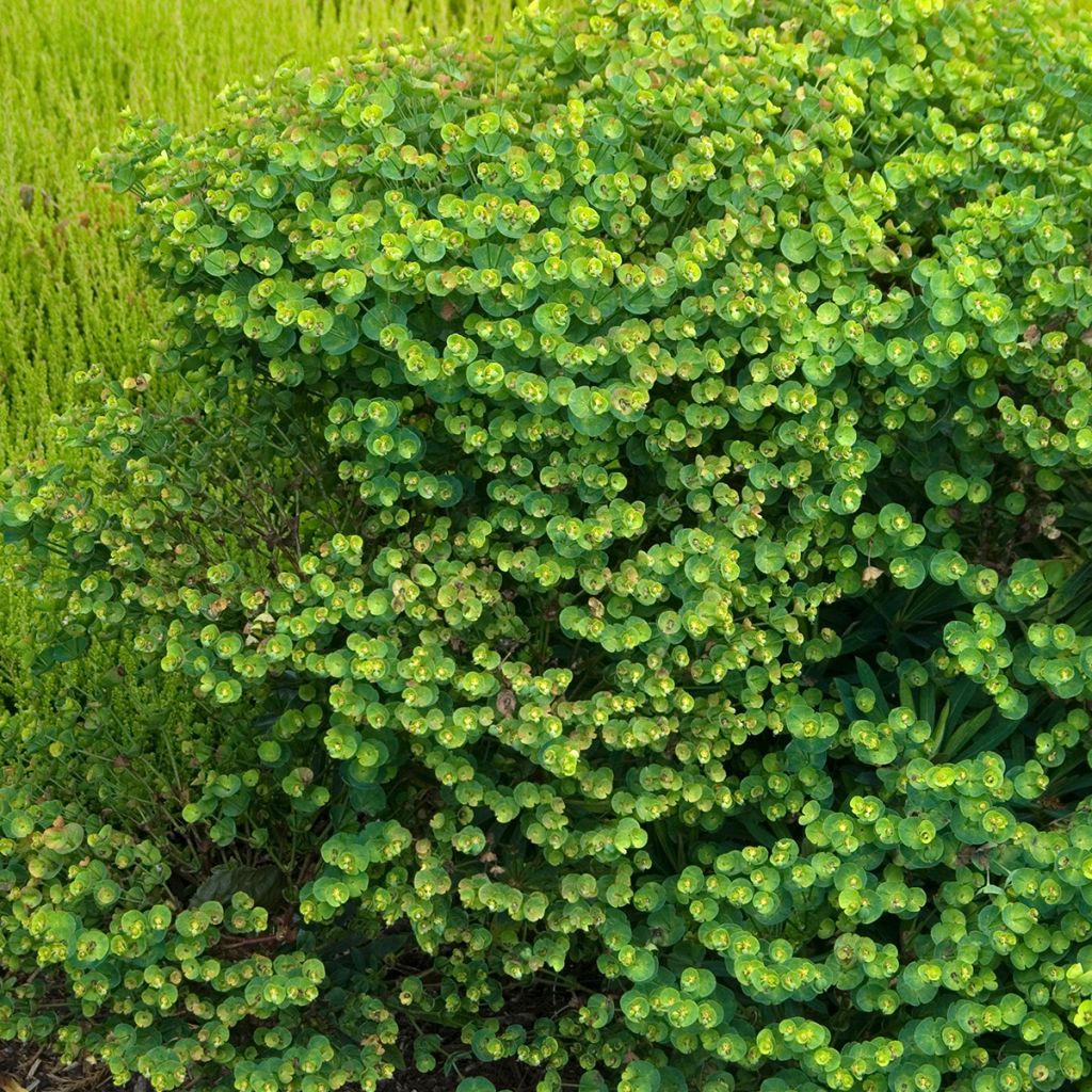 Euphorbia Redwing - Wolfsmelk