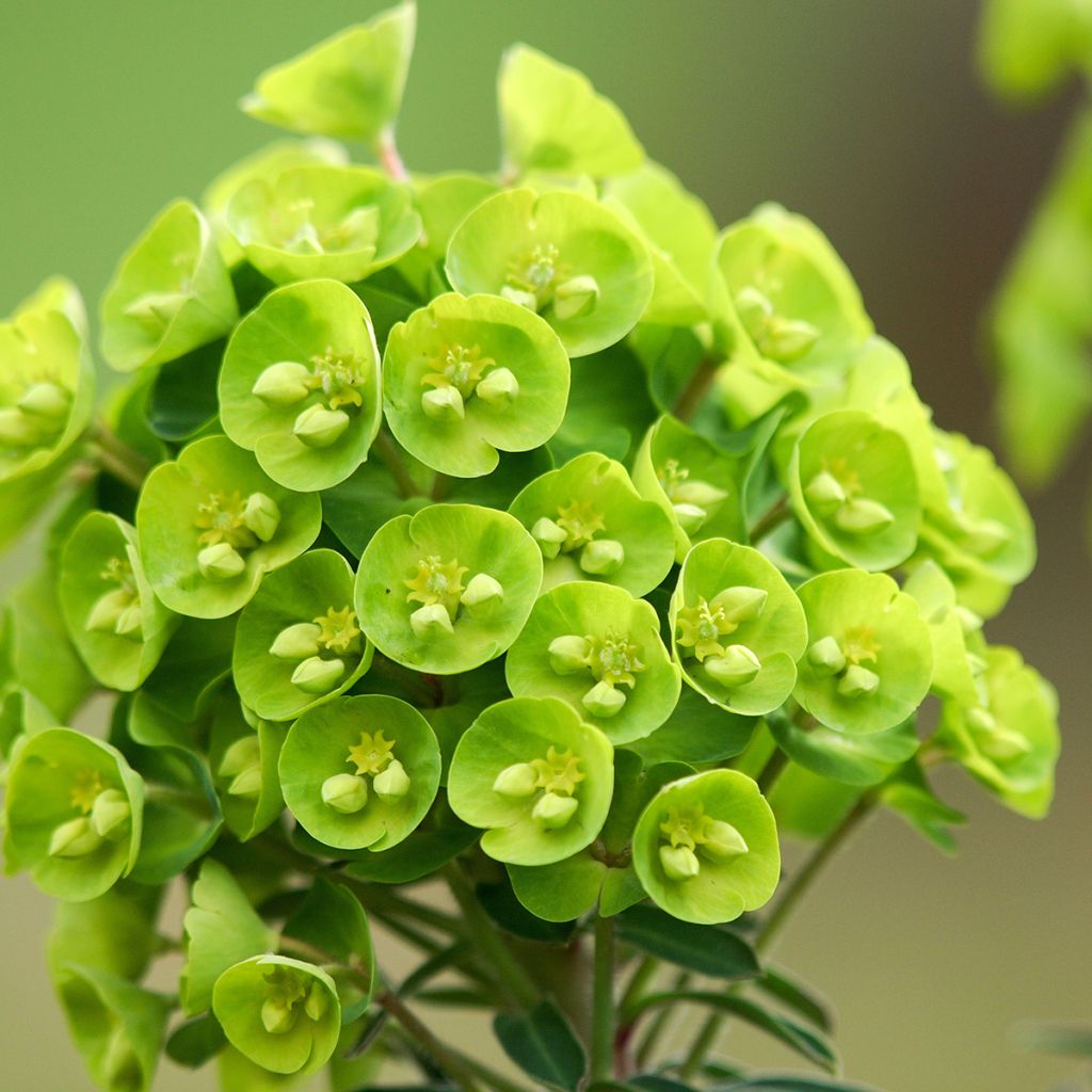 Euphorbia Redwing - Wolfsmelk