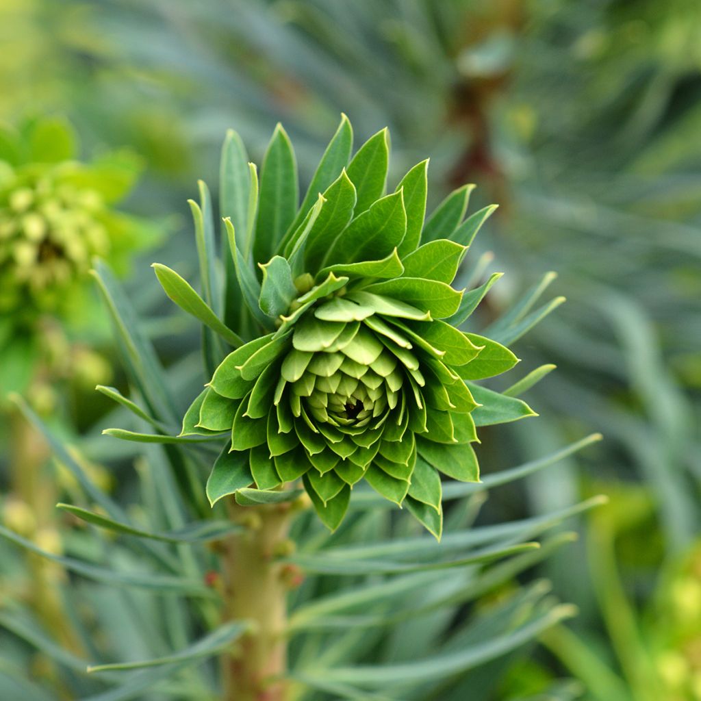 Euphorbia characias Black Pearl - Wolfsmelk