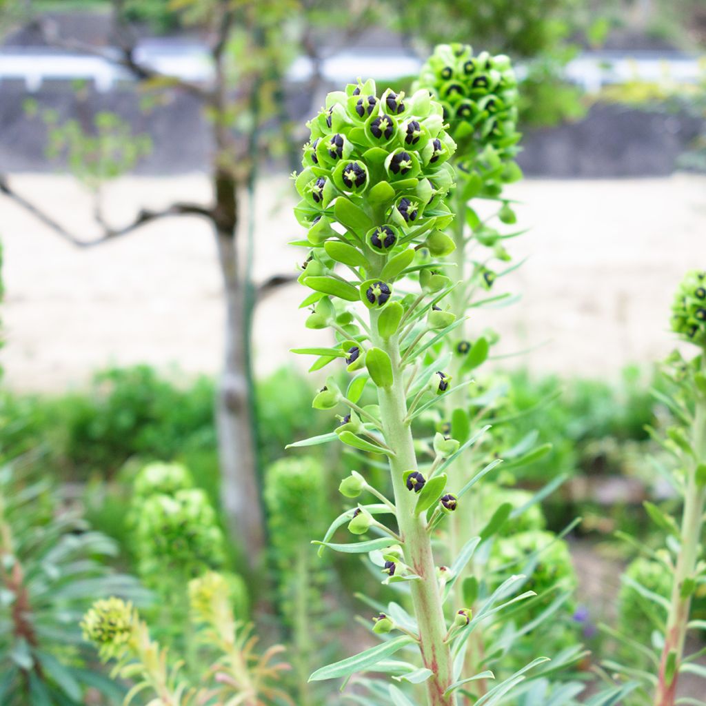 Euphorbia characias Black Pearl - Wolfsmelk