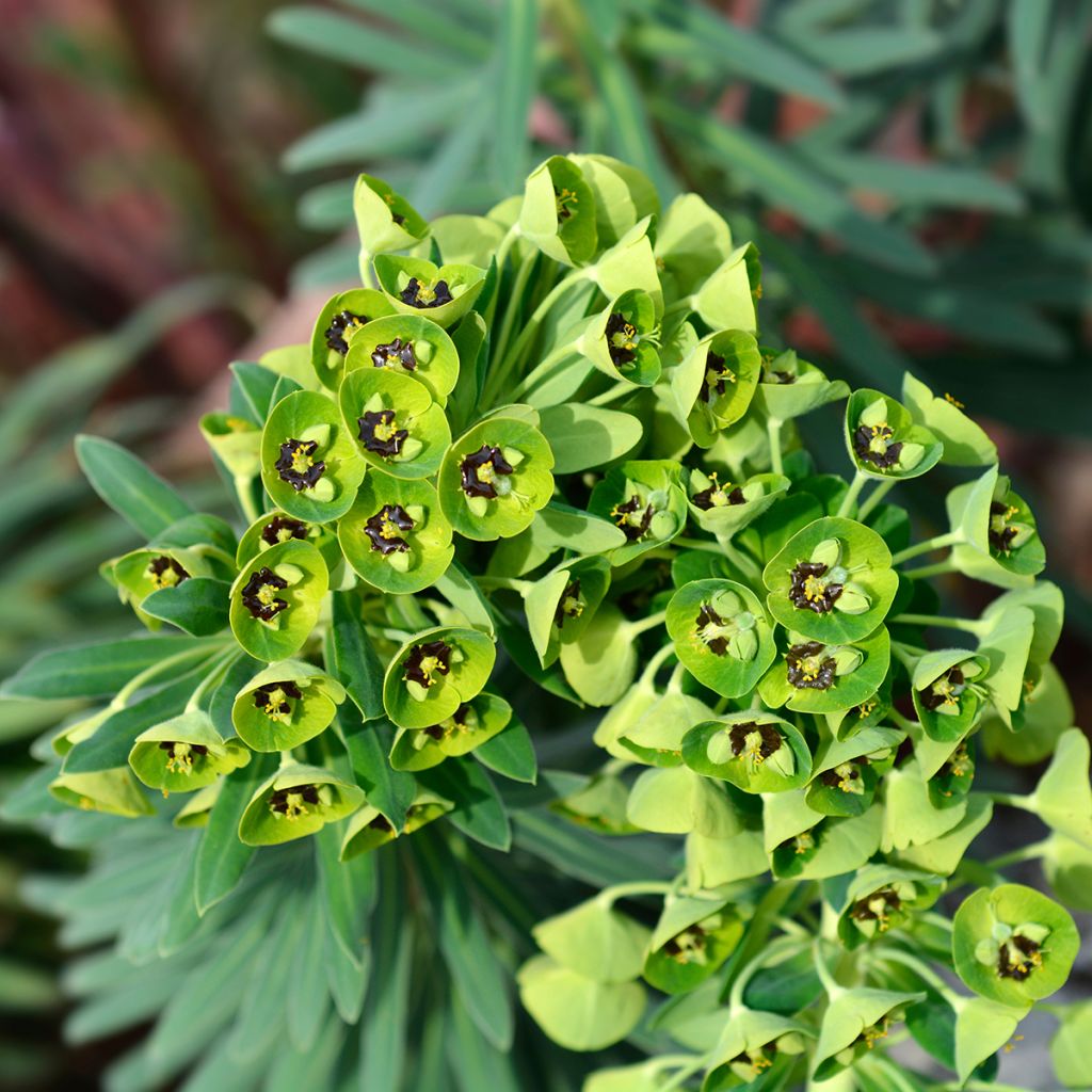 Euphorbia characias Black Pearl - Wolfsmelk