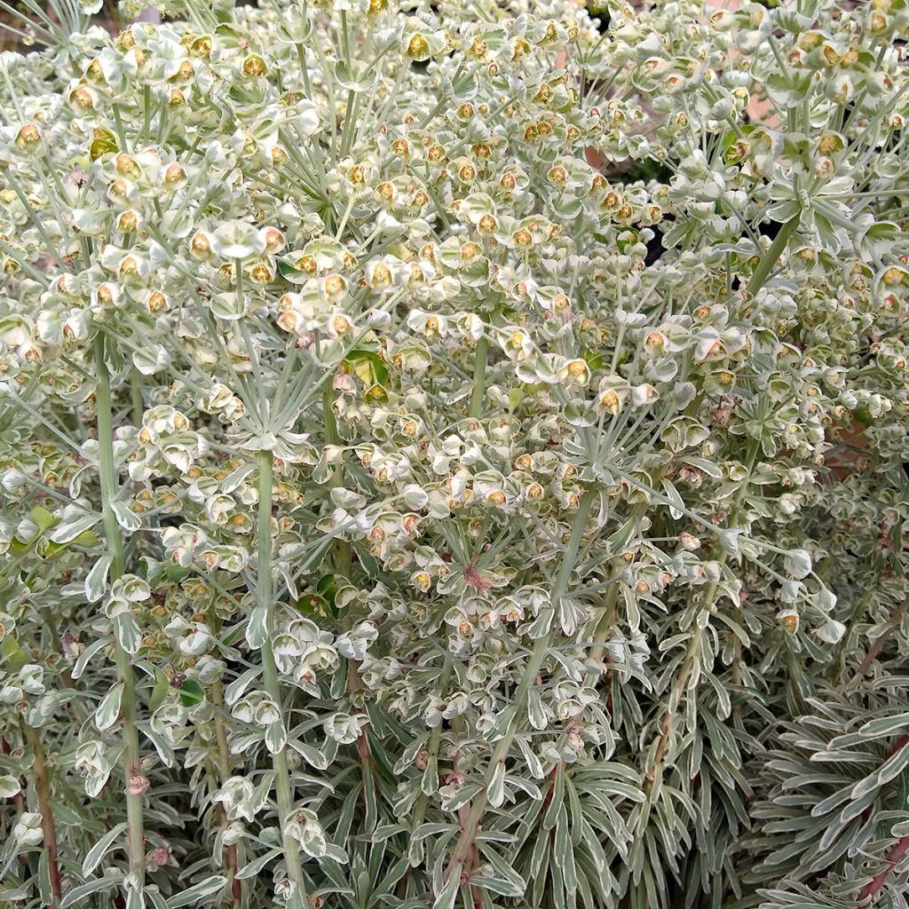 Euphorbia characias Wilcott - Wolfsmelk