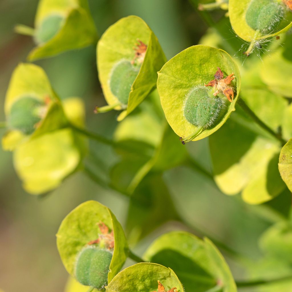 Euphorbia characias ssp. wulfenii - Wolfsmelk
