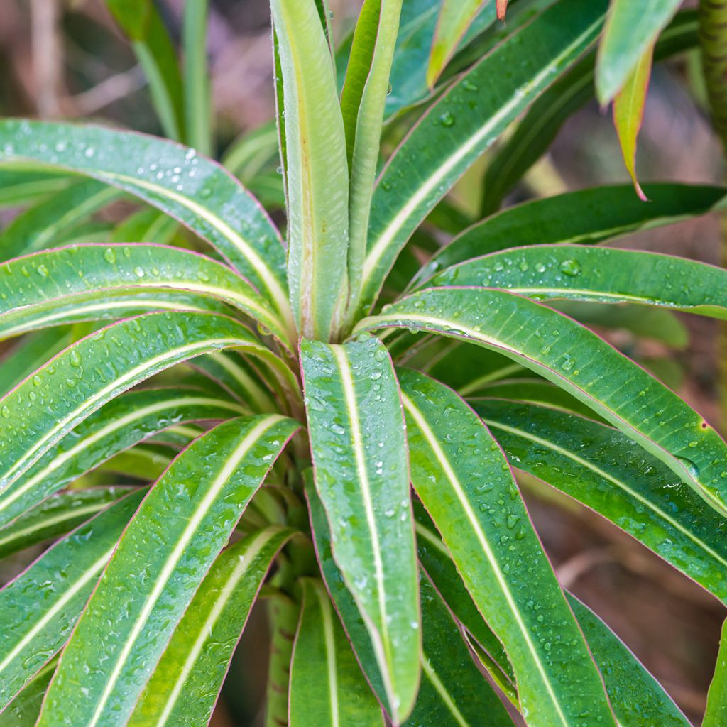 Euphorbia mellifera - Wolfsmelk
