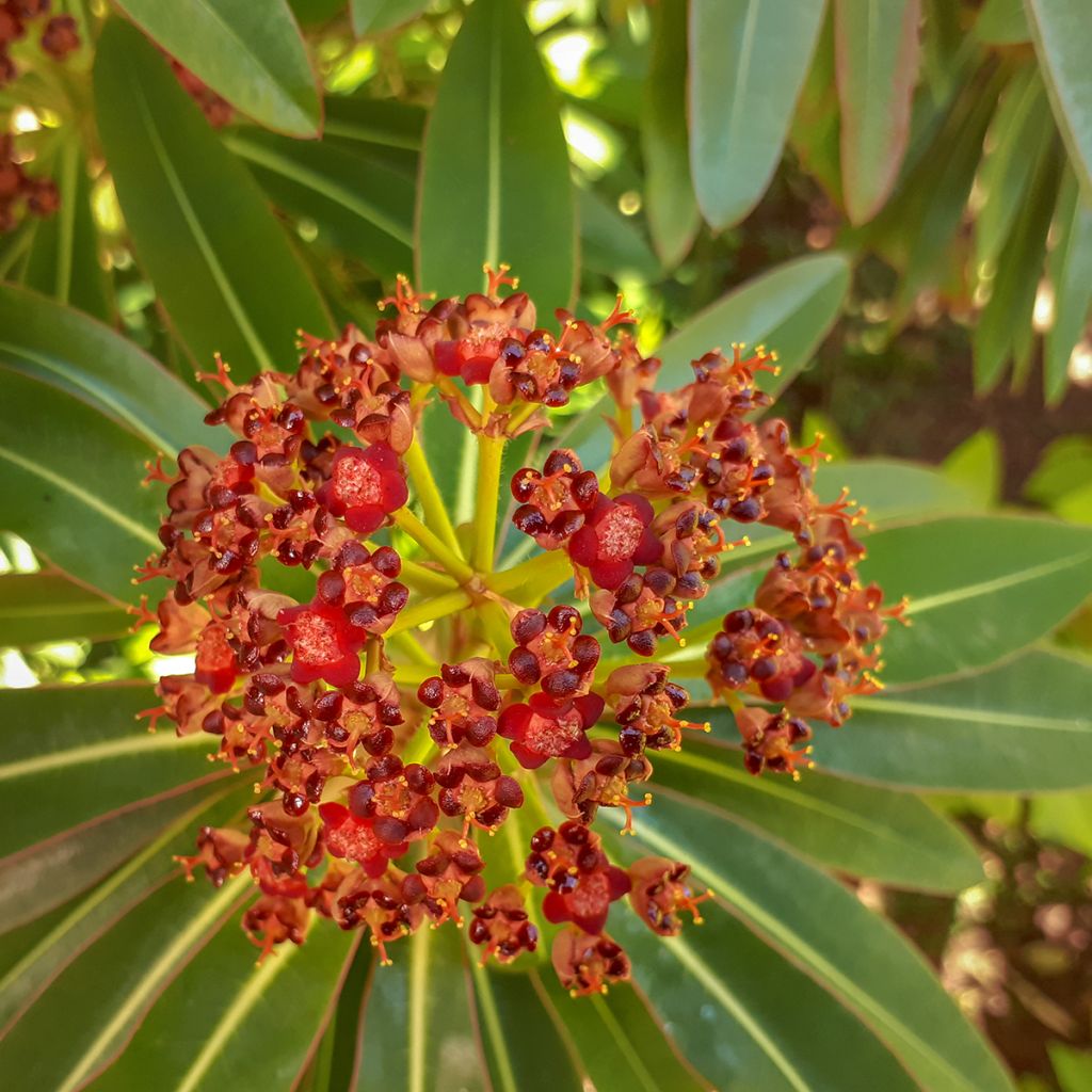 Euphorbia mellifera - Wolfsmelk