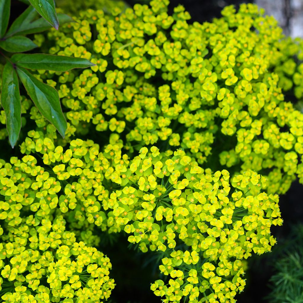 Euphorbia cyparissias Clarice Howard - Cipreswolfsmelk