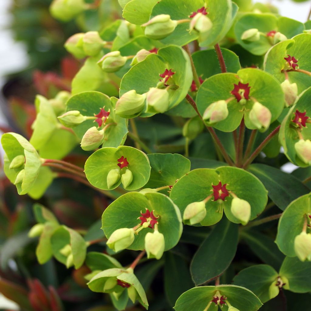 Euphorbia martinii - Wolfsmelk