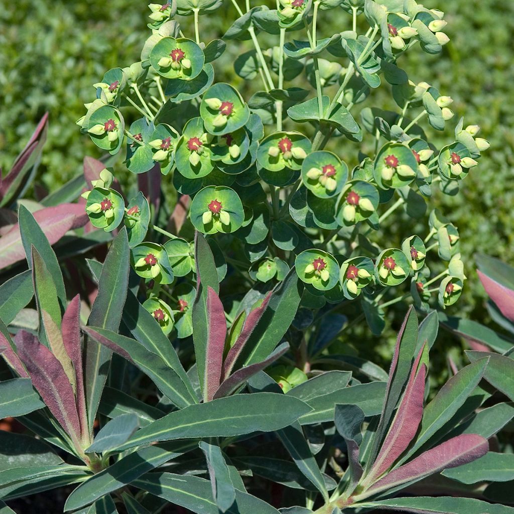 Euphorbia martinii - Wolfsmelk