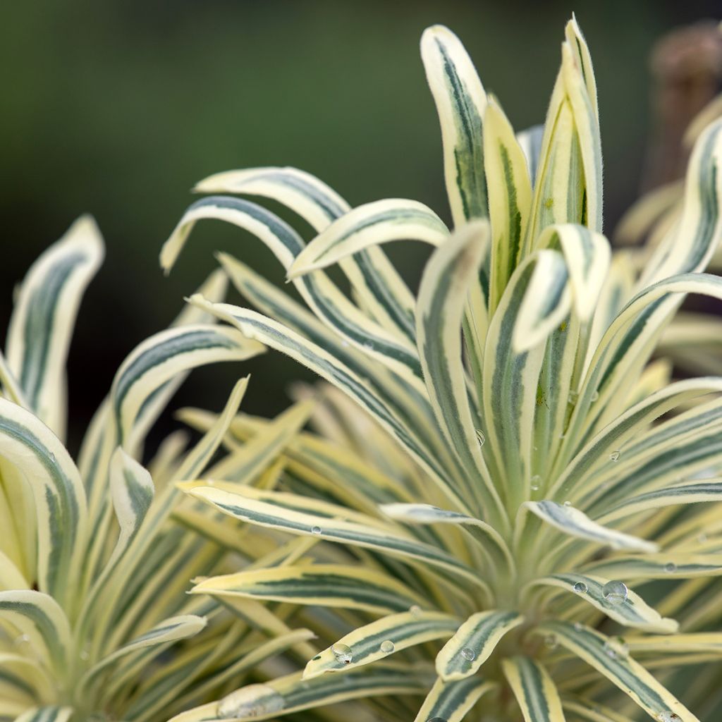 Euphorbia characias Emmer Green - Wolfsmelk