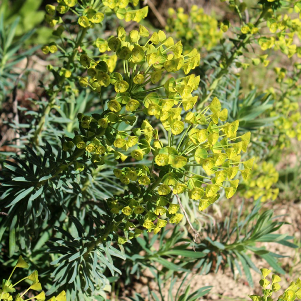 Euphorbia characias - Wolfsmelk