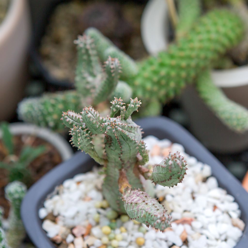 Euphorbia globosa - Wolfsmelk