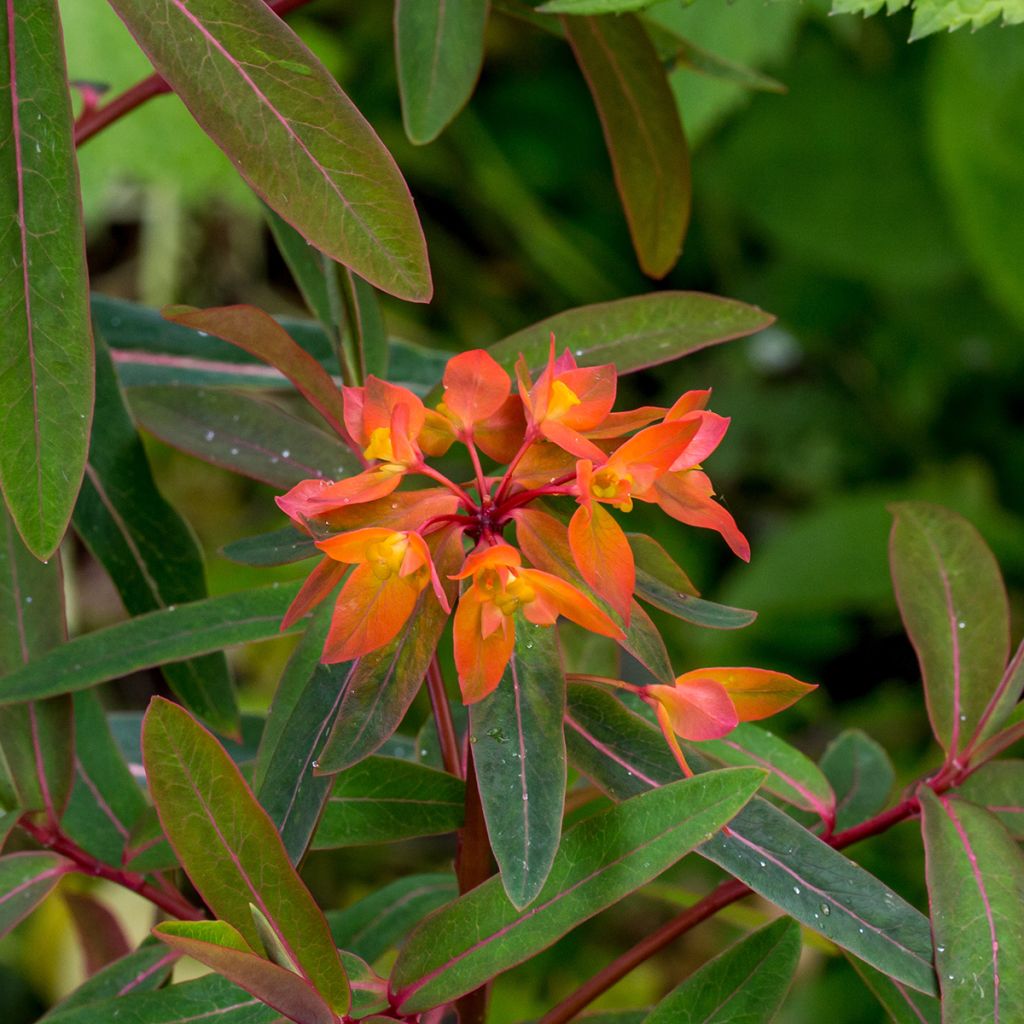 Euphorbia griffithii Dixter - Wolfsmelk