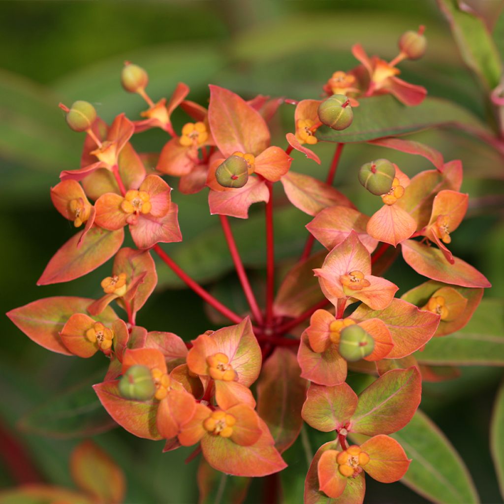 Euphorbia griffithii Dixter - Wolfsmelk