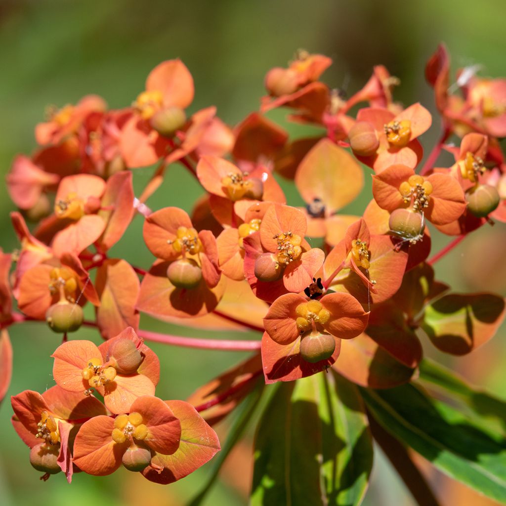 Euphorbia griffithii - Wolfsmelk