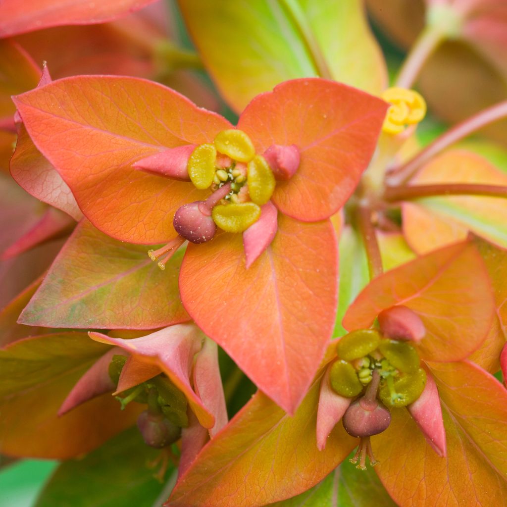 Euphorbia griffithii - Wolfsmelk