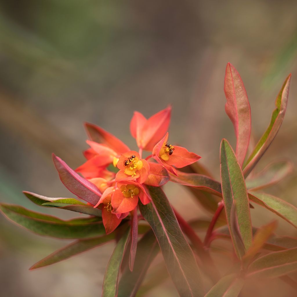 Euphorbia griffithii Fireglow - Wolfsmelk