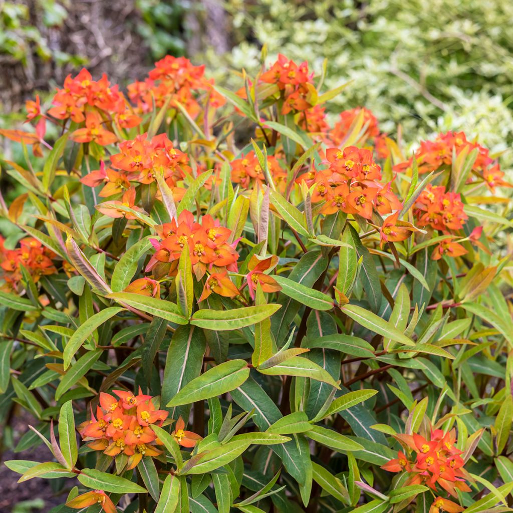 Euphorbia griffithii Fireglow - Wolfsmelk