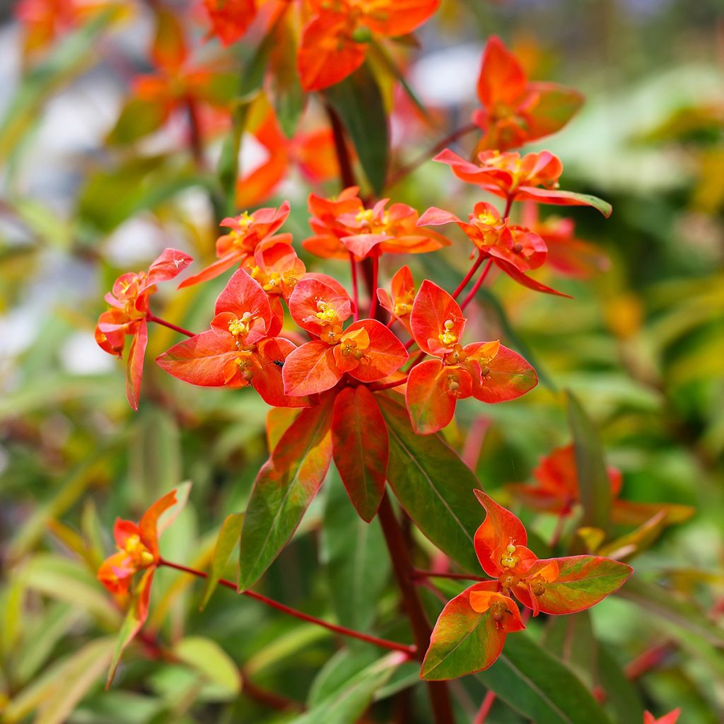 Euphorbia griffithii Fireglow - Wolfsmelk