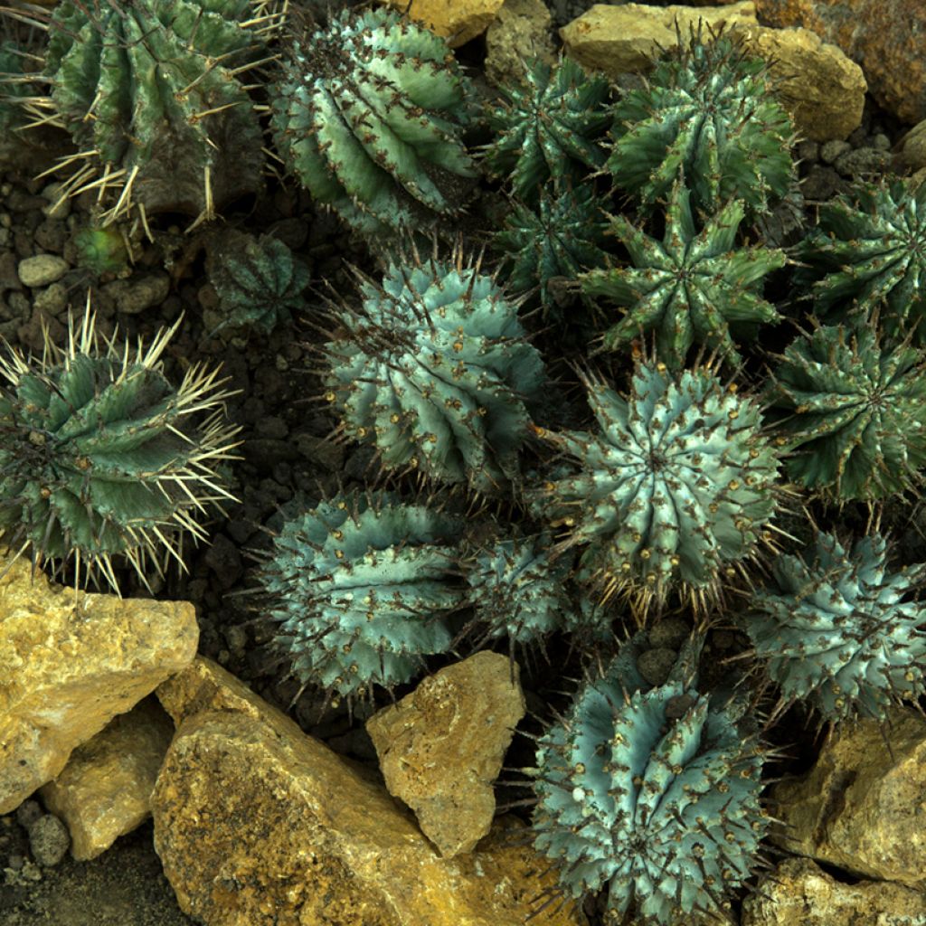 Euphorbia horrida - Afrikaanse melkvat