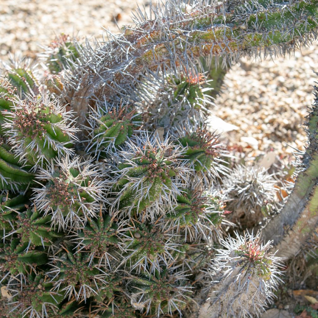 Euphorbia horrida - Afrikaanse melkvat