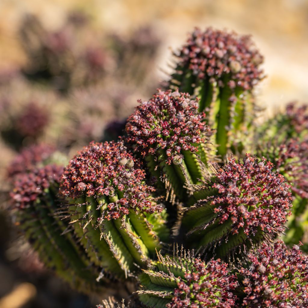 Euphorbia horrida - Afrikaanse melkvat