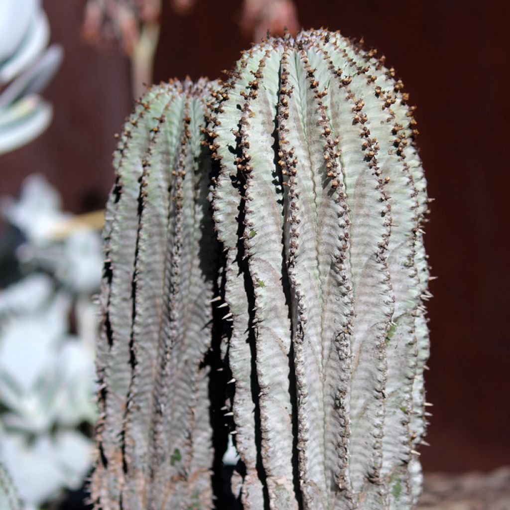 Euphorbia horrida alba - Afrikaanse melkvat