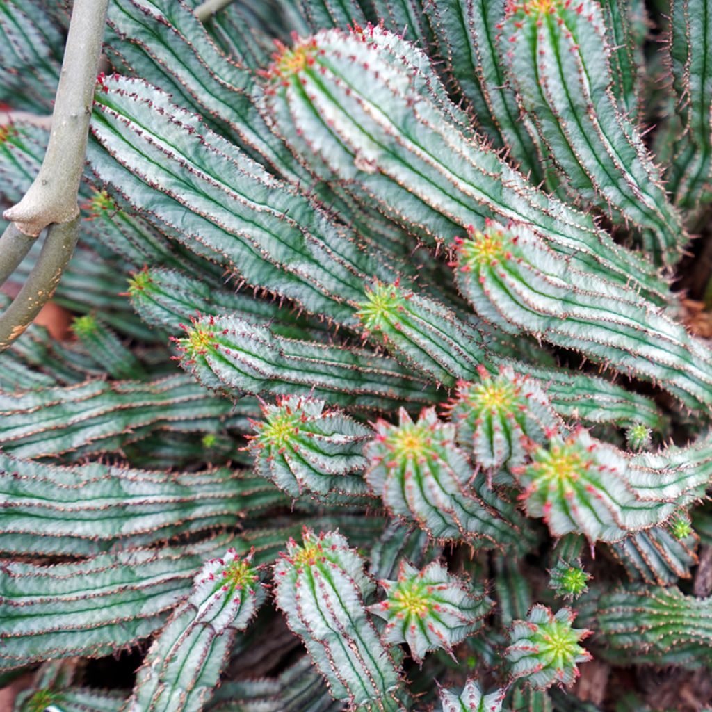 Euphorbia horrida alba - Afrikaanse melkvat