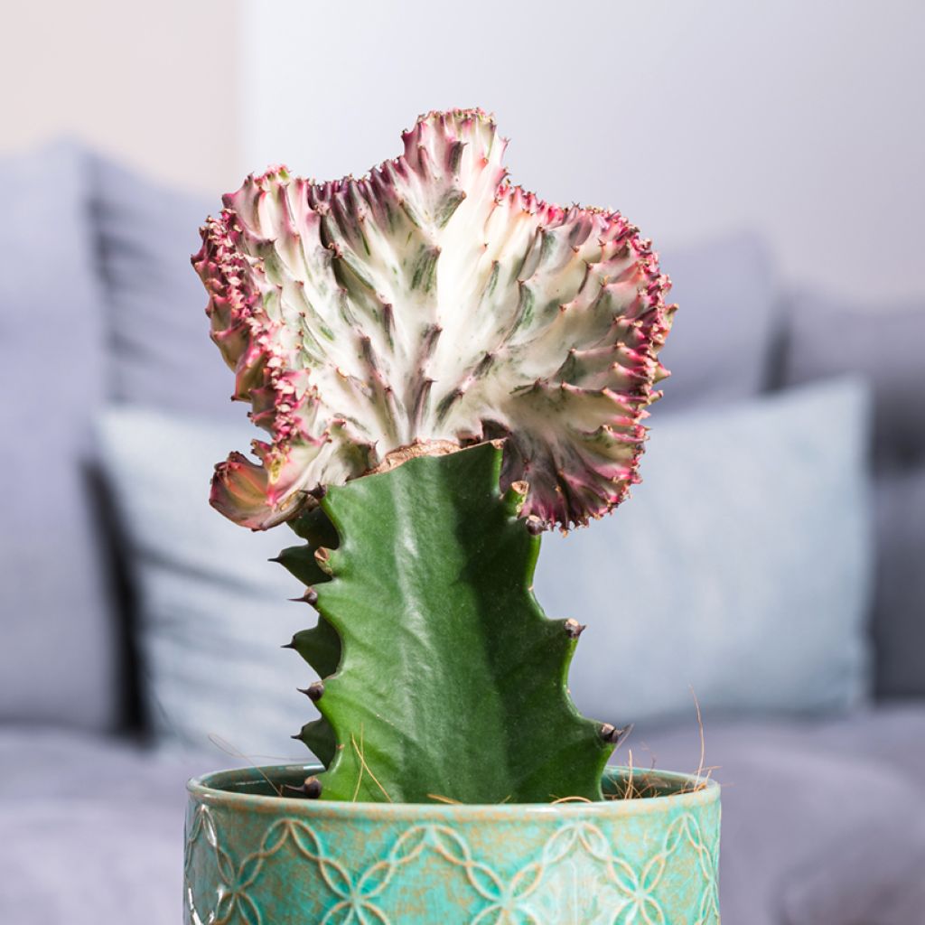 Euphorbia lactea Cristata - Kandelaarsplant