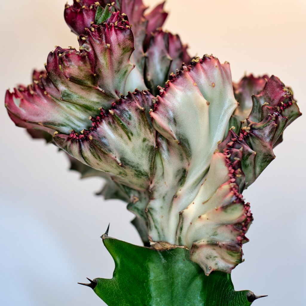Euphorbia lactea Cristata - Kandelaarsplant