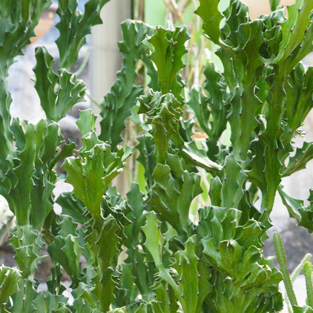 Euphorbia lactea - Kandelaarsplant