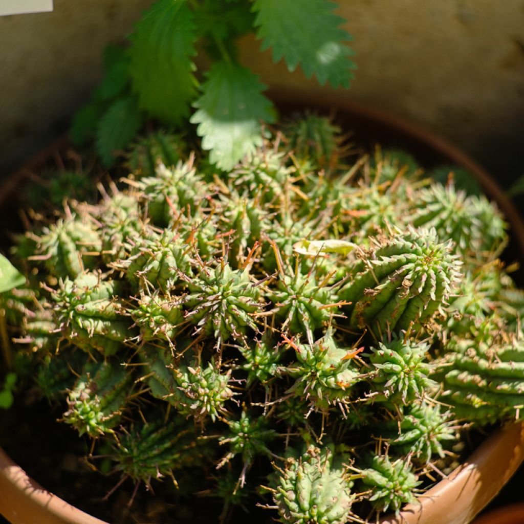 Euphorbia mammillaris - Melkdistelcactus