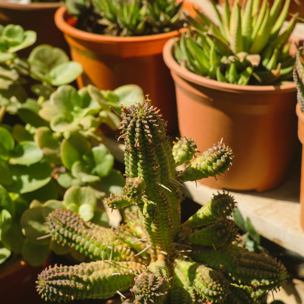 Euphorbia mammillaris - Melkdistelcactus