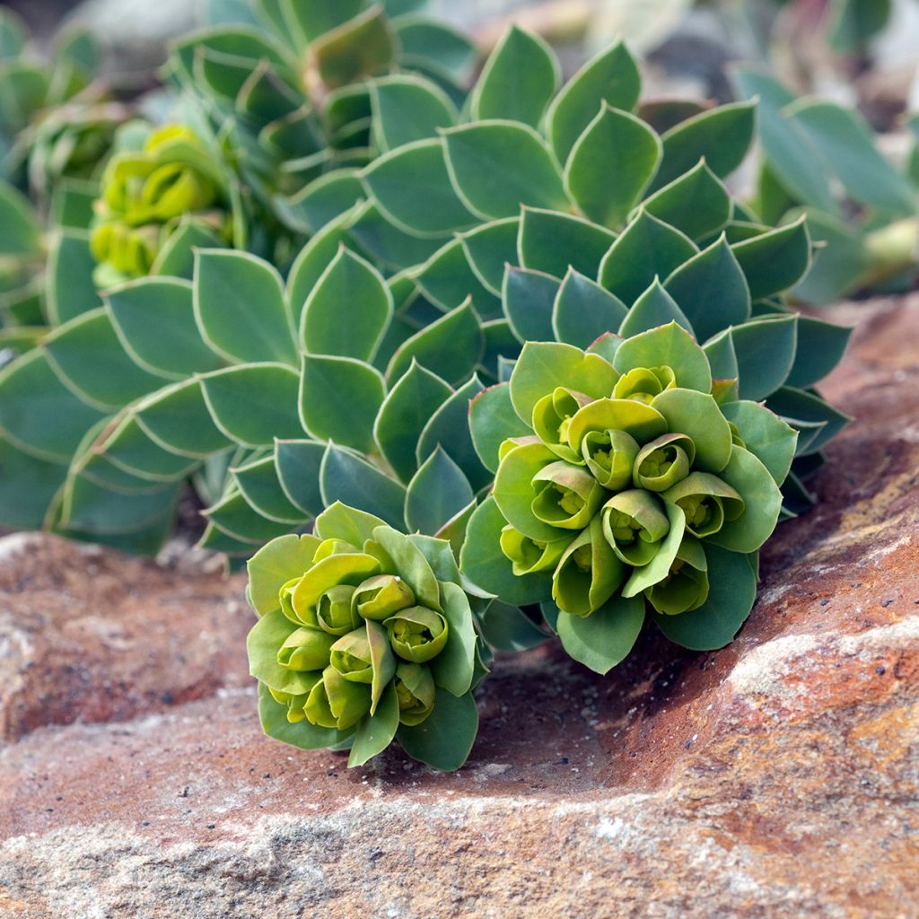 Euphorbia myrsinites - Wolfsmelk