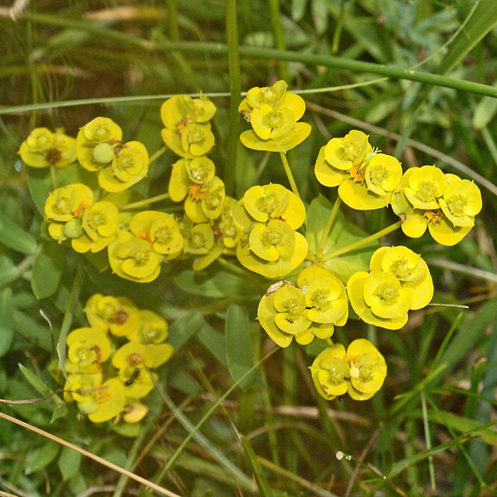 Euphorbia nicaeensis - Wolfsmelk