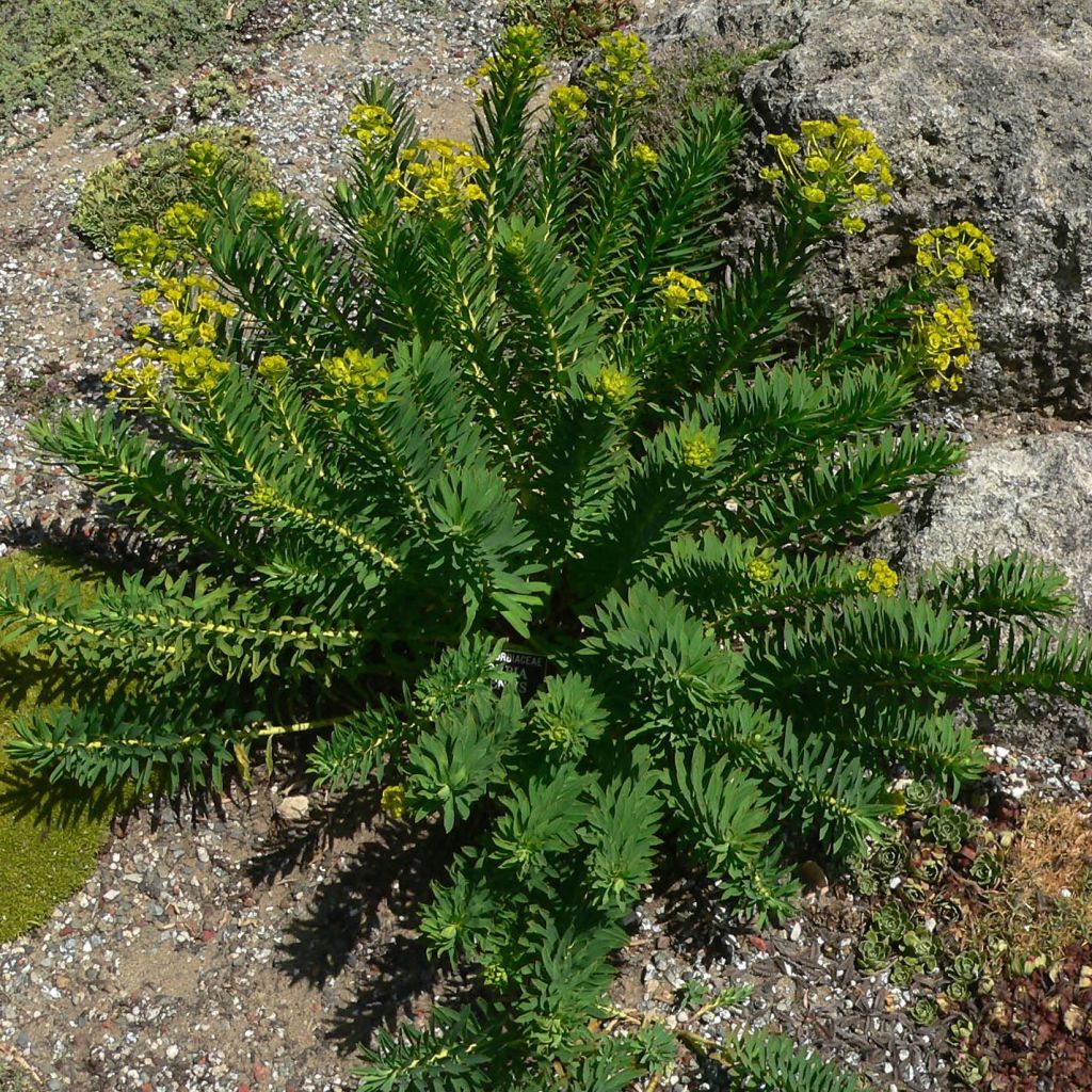 Euphorbia nicaeensis - Wolfsmelk