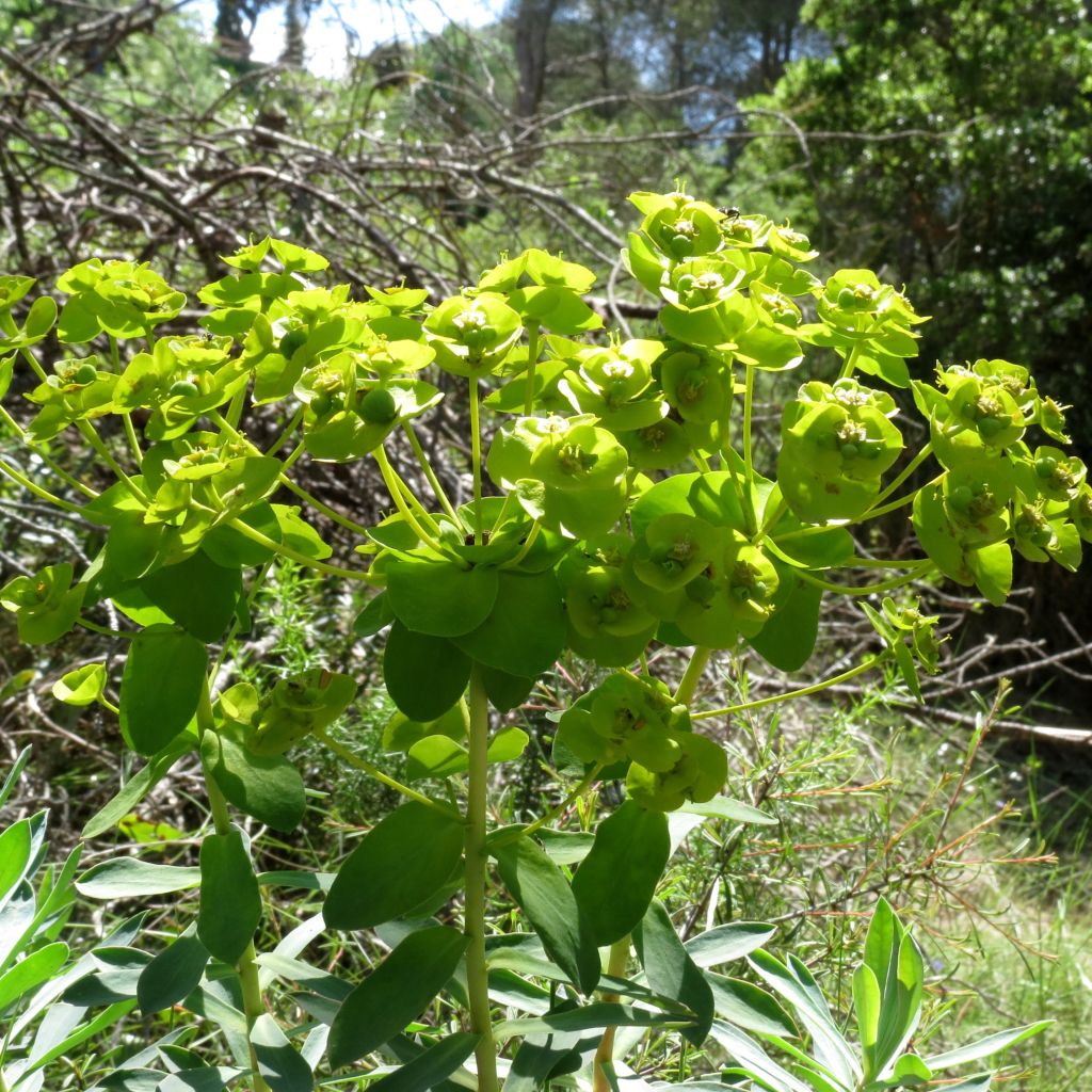 Euphorbia nicaeensis - Wolfsmelk