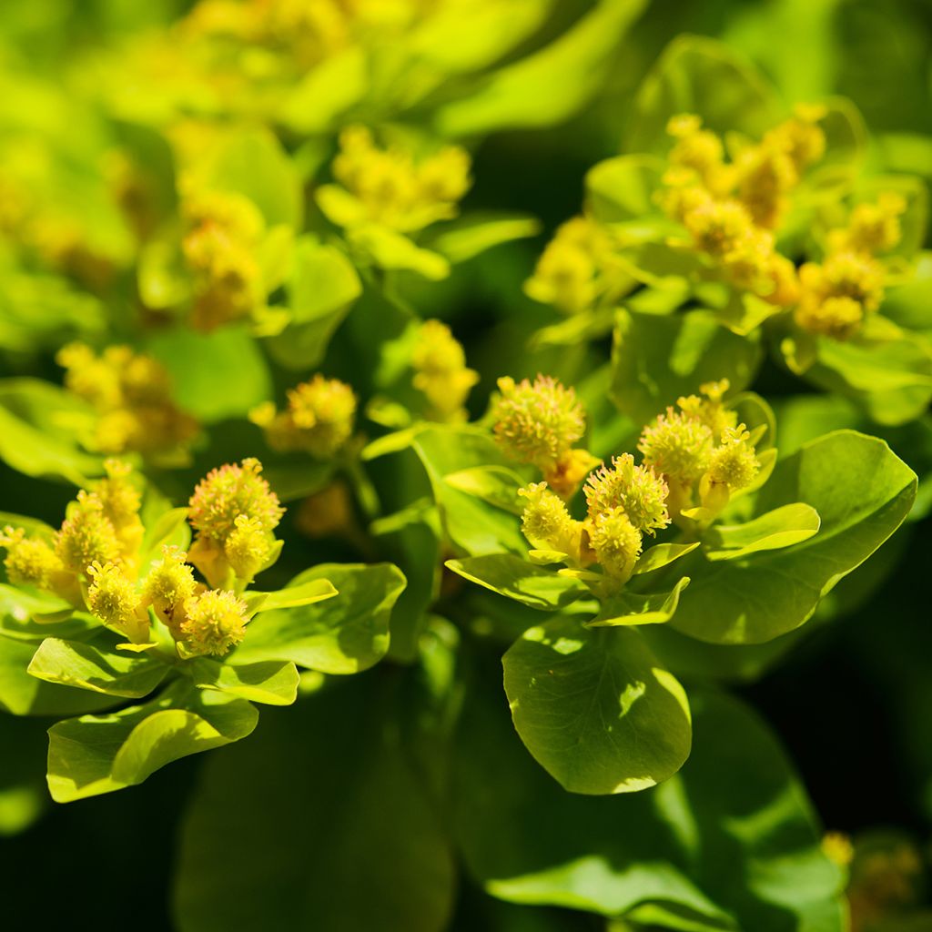 Euphorbia palustris - Moeraswolfsmelk