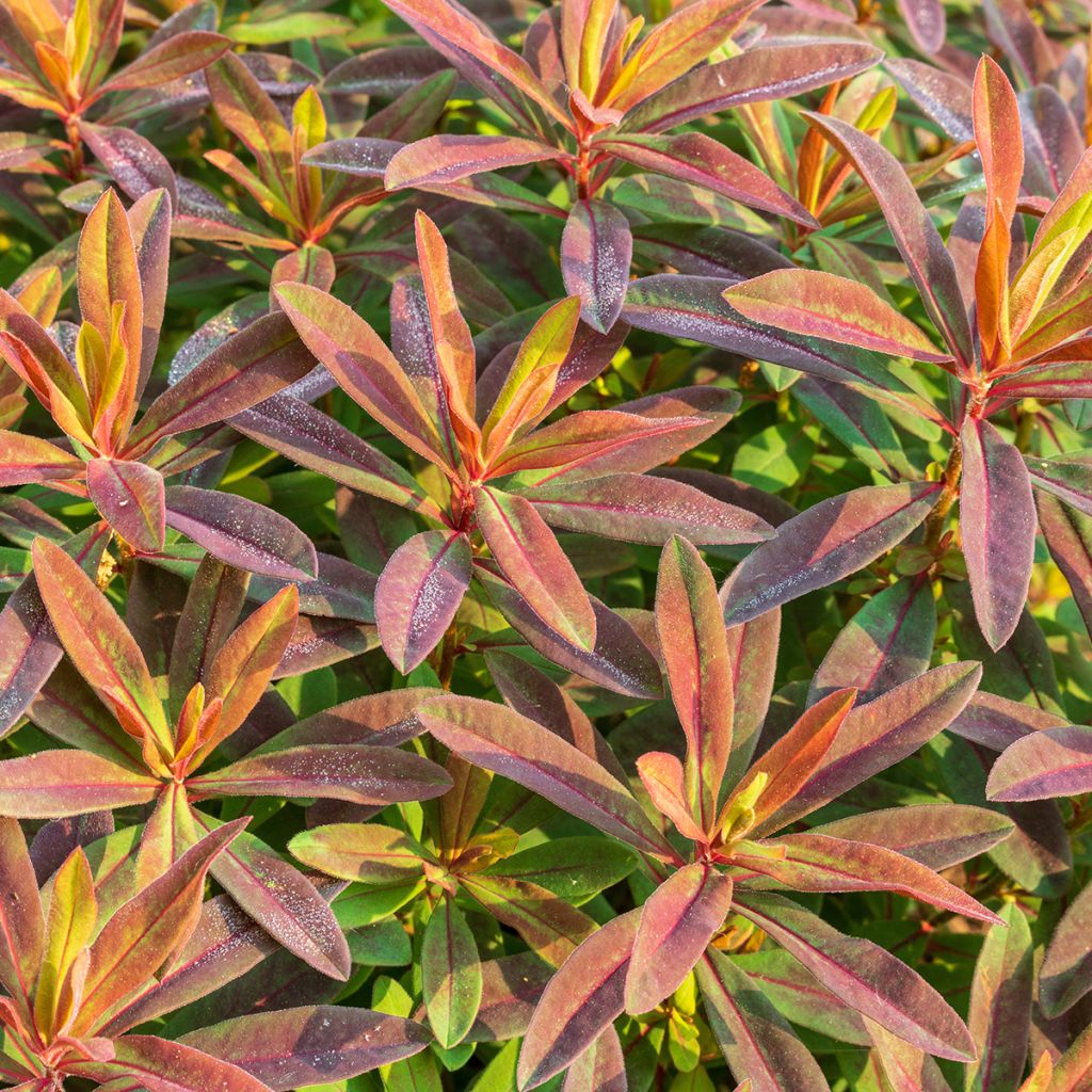 Euphorbia polychroma Bonfire - Kleurige wolfsmelk