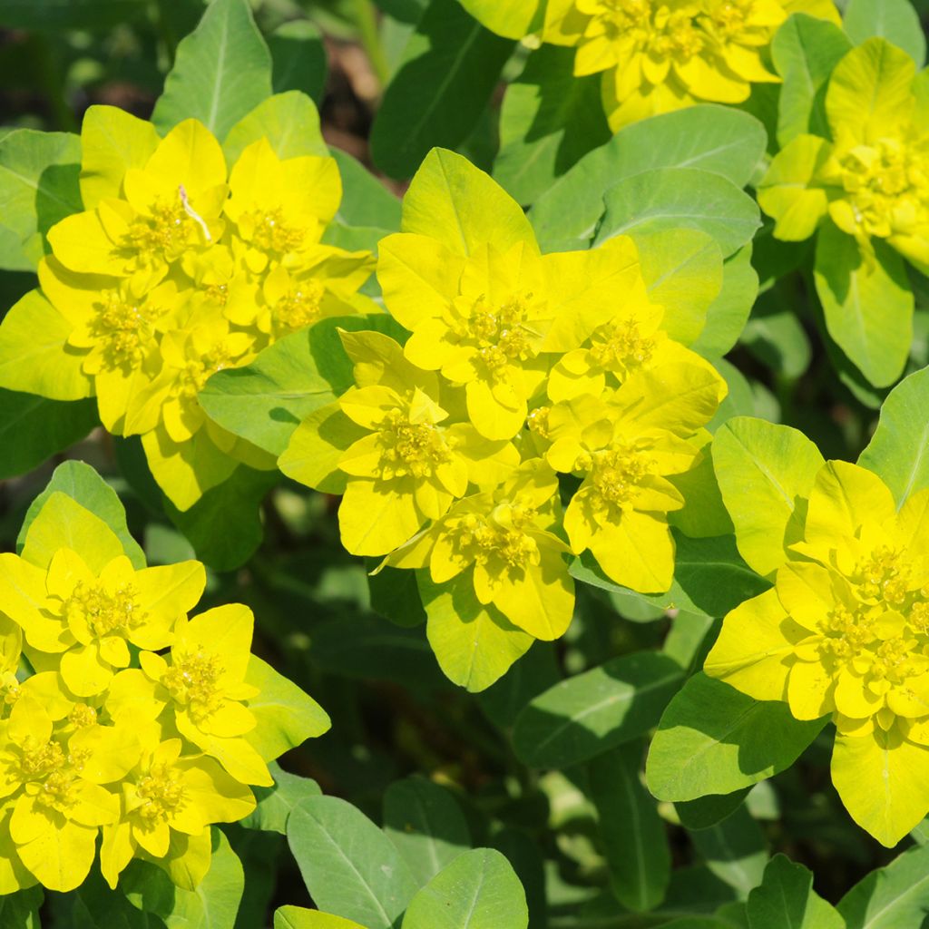 Euphorbia polychroma - Kleurige wolfsmelk