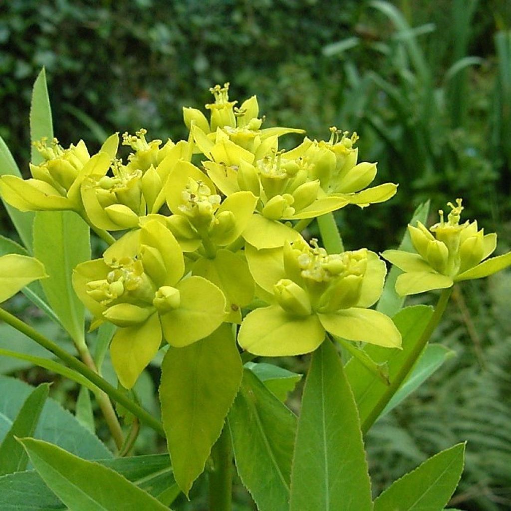 Euphorbe, Euphorbia sarawschanica