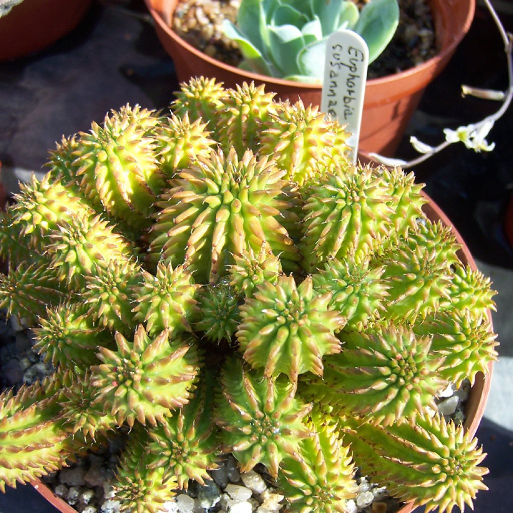 Euphorbia suzannae - Wolfsmelk