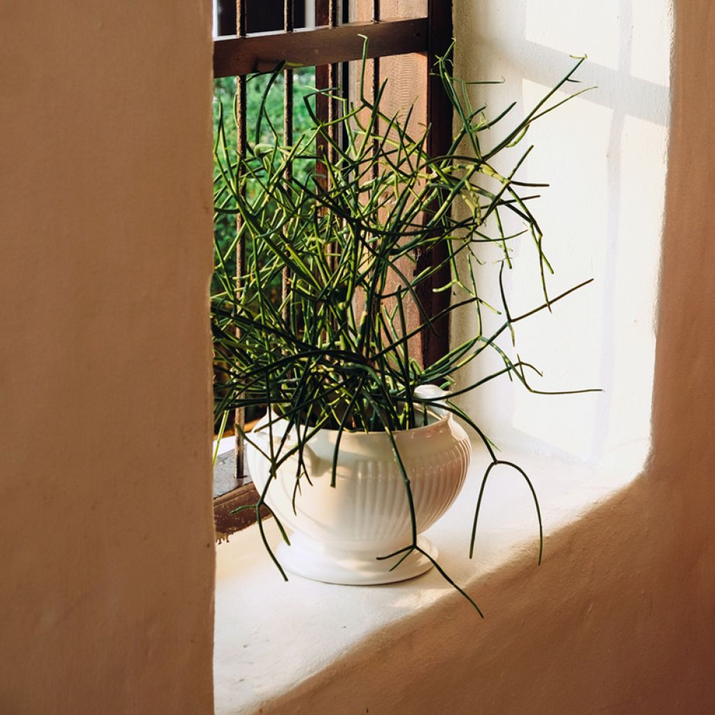 Euphorbia tirucalli - Potloodplant