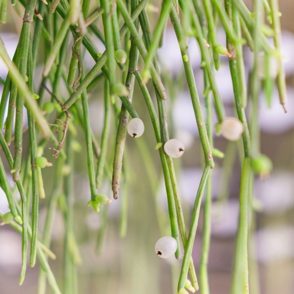 Euphorbia tirucalli - Potloodplant