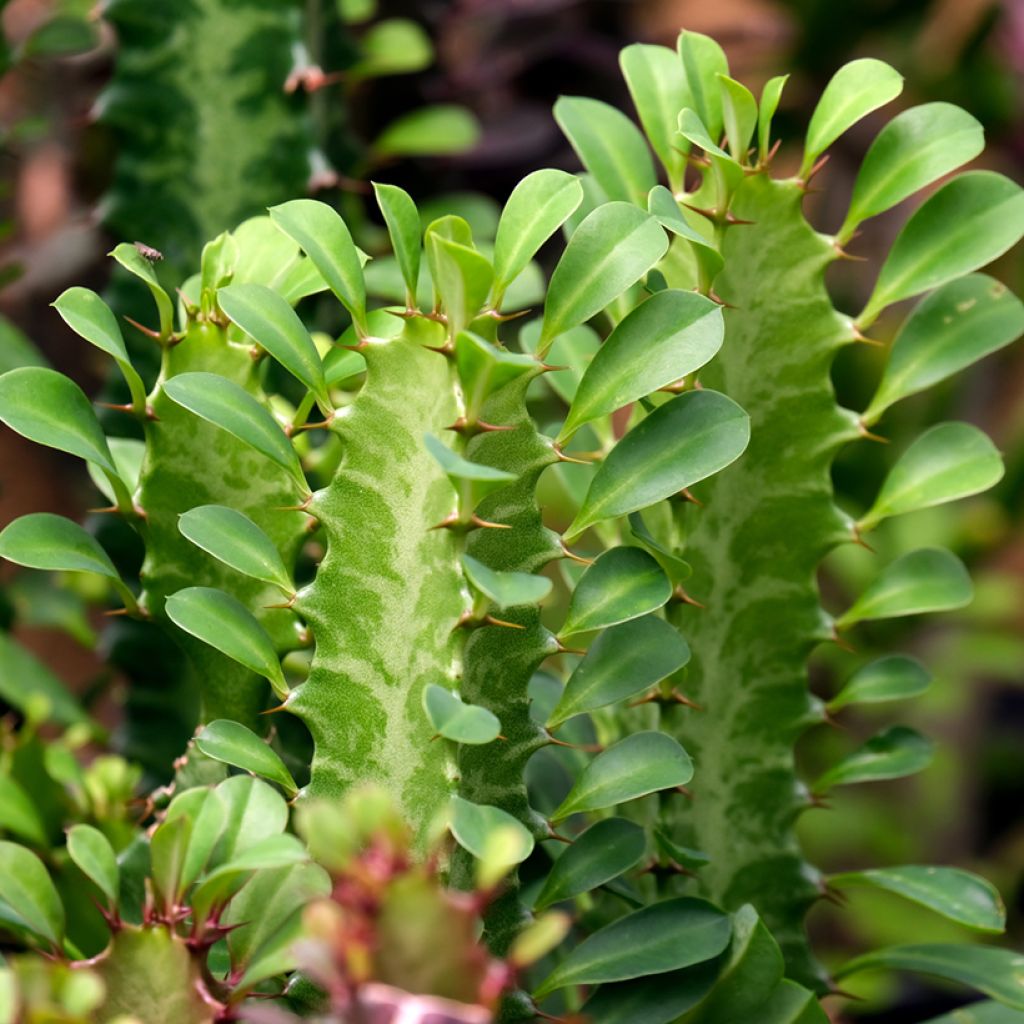 Euphorbia trigona - Afrikaanse melkboom