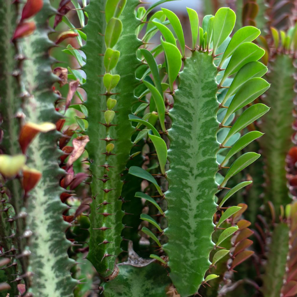 Euphorbia trigona - Afrikaanse melkboom