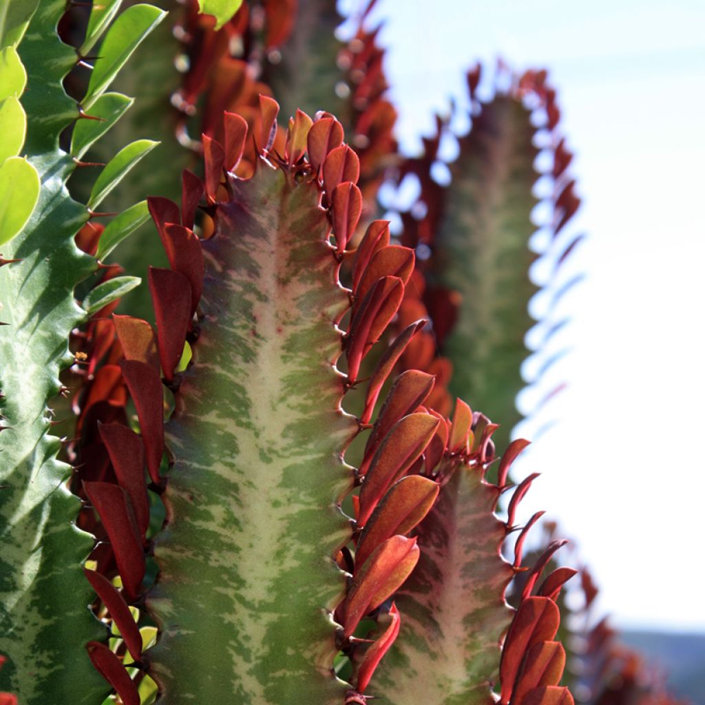 Euphorbia trigona rubra - Afrikaanse melkboom